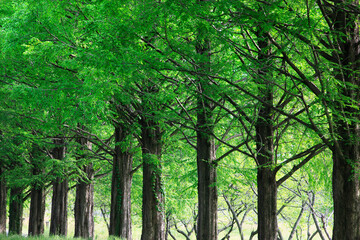 メタセコイヤ並木