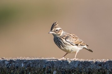 Orman toygarı » Woodlark » Lullula arborea