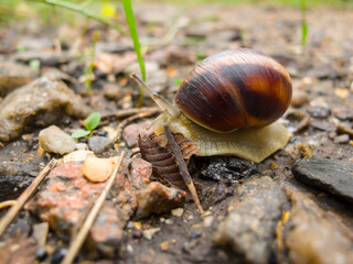 closeup grape snail crawl on the stone