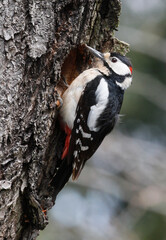 great spotted woodpecker (Dendrocopos major)
