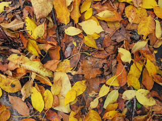 closeup dry autumn leaves lie on a ground, natural season background