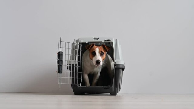 Jack Russell Terrier comes in a box for travel. Obedient dog in carry for safe transport
