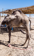 donkey in desert