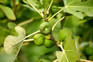 Closeup of common fig tree with fruits and foliage . Green leaves are lobed and the figs not ripe.