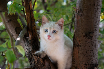 Naklejka na ściany i meble White kitten with blue eyes on a tree with green leaves