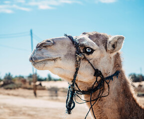 portrait of a camel