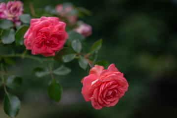 Red rose bush in the garden. 