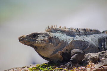 Iguana