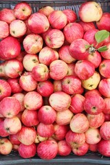 Delicious pink apples on the market macro