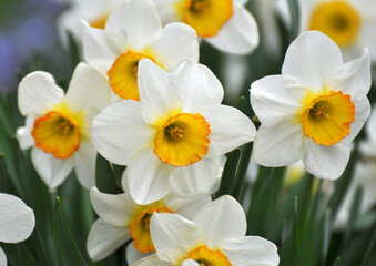 Naklejka na ściany i meble Narcissus (daffodils) bloom in the flowerbed.