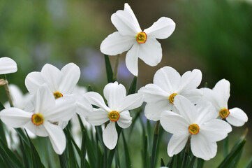 Narcissus (daffodils) bloom in the flowerbed.