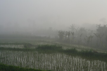 morning mist in the rice fields