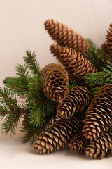 Spruce branches with cones on a white background