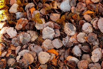 autumn leaves background