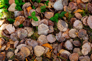 autumn leaves on the ground