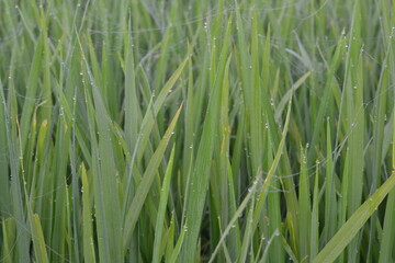 green rice plants background