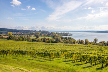 Fototapeta premium Bodenseepanorama