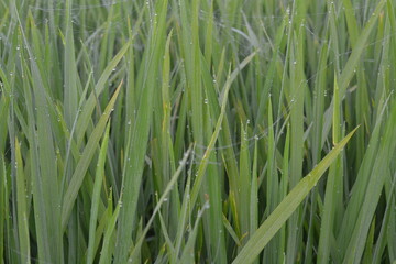 green rice background