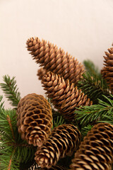 Spruce branches with cones on a white background