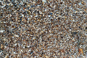 Seaside. Sea bottom. Shell rock.