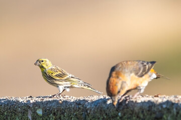 Küçük iskete » Serinus serinus » European Serin