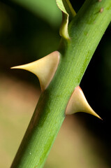 Ac&uacute;leo de rosa