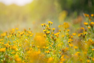 closeup wild prairie flowers in a light of sun