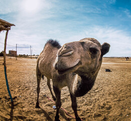 camel in the desert