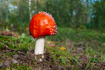 Amanita mushroom on natural background