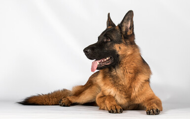 Shepherd dog looks sideways and lies on a gray background