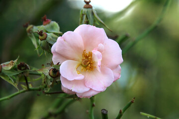 Pink rose type Checkmate in the rosarium in Boskoop