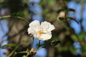 White rose type Groei en Bloei in the rosarium in Boskoop