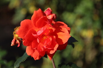Red rose type Isa n the rosarium in Boskoop