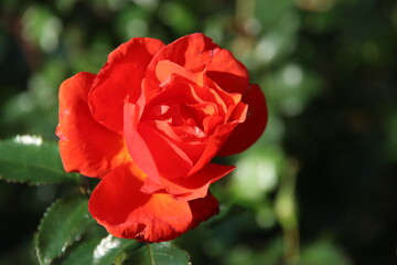 Red rose type Isa n the rosarium in Boskoop