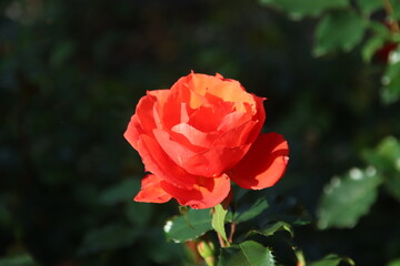 Red rose type Isa n the rosarium in Boskoop