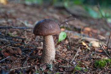 Boletus mushroom on a natural background
