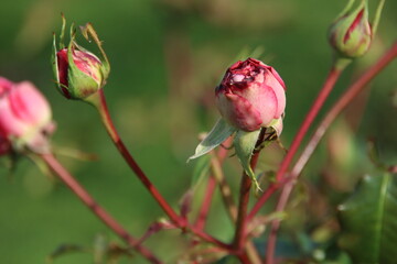 Red rose type Maxim in the rosarium in Boskoop