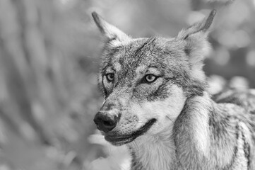 Junger Wolf mit gefletschten Zähnen