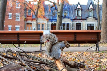 A cute grey squirrel begs for food in urban park in Montreal city area in autumn, hiding under fluffy tail. Plateau Mont Royal neighborhood with beautiful colorful houses and benches in the background