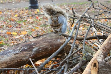 A cute grey squirrel begs for food in a park in Montreal city area in autumn, October or November, hiding under fluffy tail. Urban fauna like this is very present in North America.