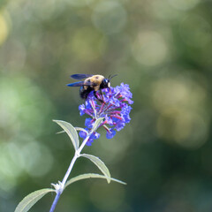 bee on flower close up