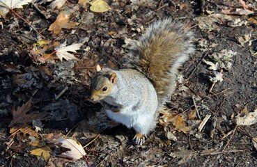 A cute grey squirrel begs for food in a park in Montreal city area in autumn, October or November, hiding under fluffy tail. Urban fauna like this is very present in North America.