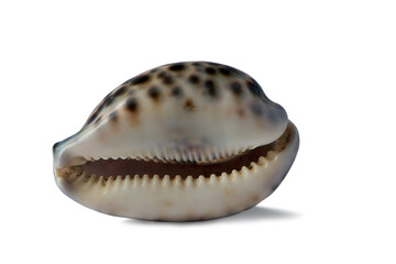 Seashell from the Sea isolated on white background