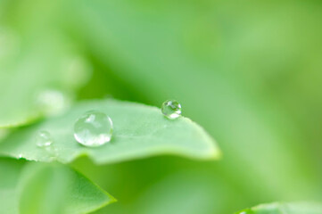 葉っぱについた水滴