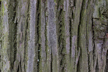 
tree bark texture