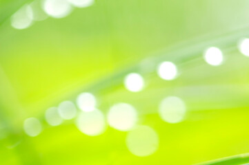 Obraz premium 葉っぱについた水滴