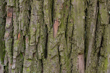 
tree bark texture