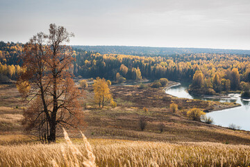 Panoramic autumn landscape of the river valley yellow, Golden leaves and grass, sun rays.