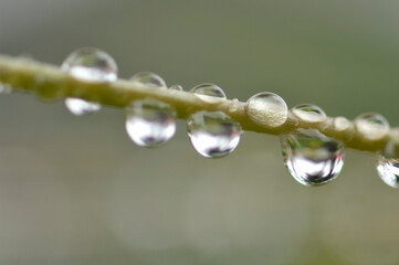 葉っぱの茎についた雨粒