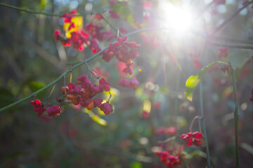 closeup bush branch with small flowers in a light of sun, natural flower background